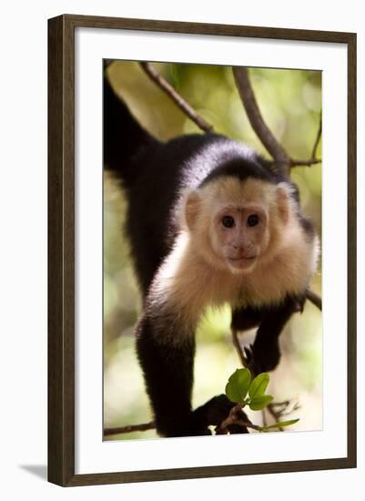 Capuchin Monkey-Lantern Press-Framed Art Print