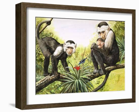 Capuchin Monkeys, Illustration from Nature's Wonderland, 1969-null-Framed Giclee Print