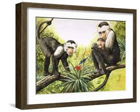 Capuchin Monkeys, Illustration from Nature's Wonderland, 1969-null-Framed Giclee Print