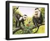 Capuchin Monkeys, Illustration from Nature's Wonderland, 1969-null-Framed Giclee Print