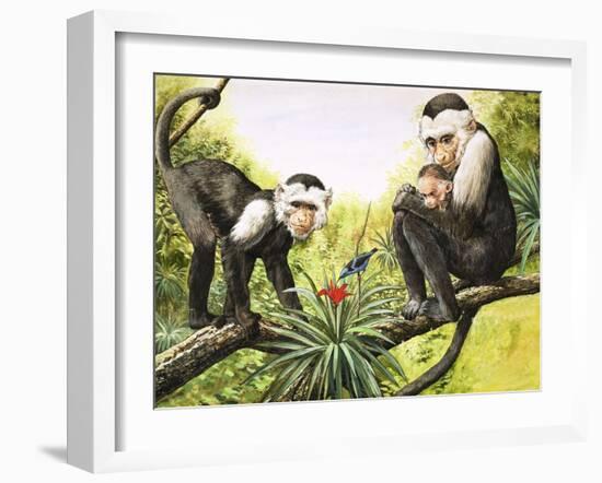 Capuchin Monkeys, Illustration from Nature's Wonderland, 1969-null-Framed Giclee Print