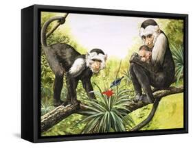 Capuchin Monkeys, Illustration from Nature's Wonderland, 1969-null-Framed Stretched Canvas