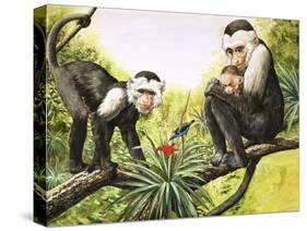 Capuchin Monkeys, Illustration from Nature's Wonderland, 1969-null-Stretched Canvas