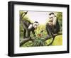 Capuchin Monkeys, Illustration from Nature's Wonderland, 1969-null-Framed Giclee Print