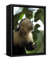 Capuchin or White Faced Monkey, Manuel Antonio Nature Reserve, Manuel Antonio, Costa Rica-R H Productions-Framed Stretched Canvas