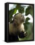 Capuchin or White Faced Monkey, Manuel Antonio Nature Reserve, Manuel Antonio, Costa Rica-R H Productions-Framed Stretched Canvas