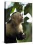 Capuchin or White Faced Monkey, Manuel Antonio Nature Reserve, Manuel Antonio, Costa Rica-R H Productions-Stretched Canvas