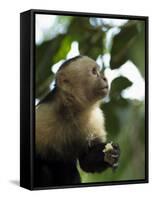 Capuchin or White Faced Monkey, Manuel Antonio Nature Reserve, Manuel Antonio, Costa Rica-R H Productions-Framed Stretched Canvas