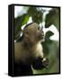 Capuchin or White Faced Monkey, Manuel Antonio Nature Reserve, Manuel Antonio, Costa Rica-R H Productions-Framed Stretched Canvas