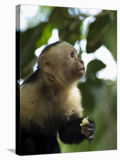 Capuchin or White Faced Monkey, Manuel Antonio Nature Reserve, Manuel Antonio, Costa Rica-R H Productions-Stretched Canvas