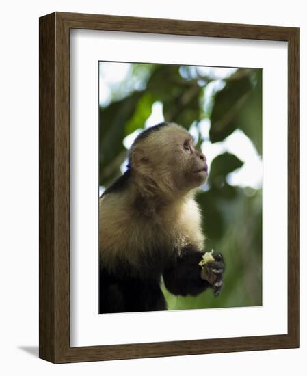 Capuchin or White Faced Monkey, Manuel Antonio Nature Reserve, Manuel Antonio, Costa Rica-R H Productions-Framed Photographic Print