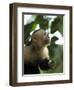 Capuchin or White Faced Monkey, Manuel Antonio Nature Reserve, Manuel Antonio, Costa Rica-R H Productions-Framed Photographic Print