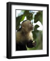 Capuchin or White Faced Monkey, Manuel Antonio Nature Reserve, Manuel Antonio, Costa Rica-R H Productions-Framed Photographic Print