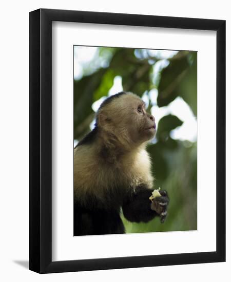 Capuchin or White Faced Monkey, Manuel Antonio Nature Reserve, Manuel Antonio, Costa Rica-R H Productions-Framed Photographic Print