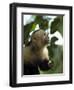 Capuchin or White Faced Monkey, Manuel Antonio Nature Reserve, Manuel Antonio, Costa Rica-R H Productions-Framed Photographic Print