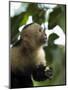 Capuchin or White Faced Monkey, Manuel Antonio Nature Reserve, Manuel Antonio, Costa Rica-R H Productions-Mounted Photographic Print