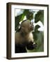 Capuchin or White Faced Monkey, Manuel Antonio Nature Reserve, Manuel Antonio, Costa Rica-R H Productions-Framed Photographic Print