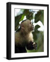 Capuchin or White Faced Monkey, Manuel Antonio Nature Reserve, Manuel Antonio, Costa Rica-R H Productions-Framed Photographic Print