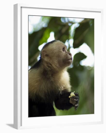 Capuchin or White Faced Monkey, Manuel Antonio Nature Reserve, Manuel Antonio, Costa Rica-R H Productions-Framed Photographic Print