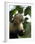 Capuchin or White Faced Monkey, Manuel Antonio Nature Reserve, Manuel Antonio, Costa Rica-R H Productions-Framed Photographic Print