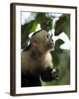 Capuchin or White Faced Monkey, Manuel Antonio Nature Reserve, Manuel Antonio, Costa Rica-R H Productions-Framed Photographic Print