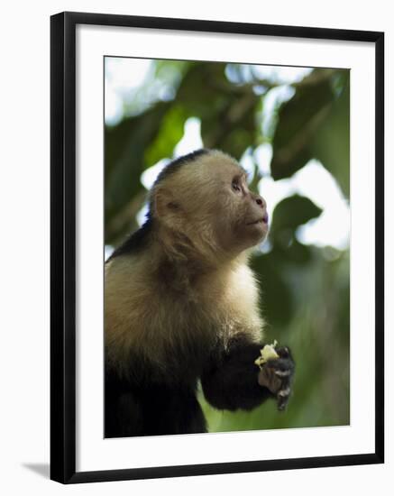 Capuchin or White Faced Monkey, Manuel Antonio Nature Reserve, Manuel Antonio, Costa Rica-R H Productions-Framed Photographic Print