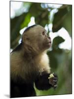 Capuchin or White Faced Monkey, Manuel Antonio Nature Reserve, Manuel Antonio, Costa Rica-R H Productions-Mounted Photographic Print