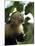 Capuchin or White Faced Monkey, Manuel Antonio Nature Reserve, Manuel Antonio, Costa Rica-R H Productions-Mounted Photographic Print