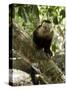 Capuchin or White Faced Monkey, Manuel Antonio Nature Reserve, Manuel Antonio, Costa Rica-R H Productions-Stretched Canvas