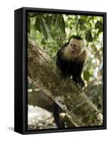 Capuchin or White Faced Monkey, Manuel Antonio Nature Reserve, Manuel Antonio, Costa Rica-R H Productions-Framed Stretched Canvas