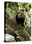 Capuchin or White Faced Monkey, Manuel Antonio Nature Reserve, Manuel Antonio, Costa Rica-R H Productions-Stretched Canvas