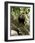 Capuchin or White Faced Monkey, Manuel Antonio Nature Reserve, Manuel Antonio, Costa Rica-R H Productions-Framed Photographic Print