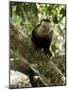 Capuchin or White Faced Monkey, Manuel Antonio Nature Reserve, Manuel Antonio, Costa Rica-R H Productions-Mounted Photographic Print