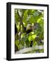 Capuchin or White Faced Monkey, Manuel Antonio Nature Reserve, Manuel Antonio, Costa Rica-R H Productions-Framed Photographic Print