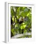 Capuchin or White Faced Monkey, Manuel Antonio Nature Reserve, Manuel Antonio, Costa Rica-R H Productions-Framed Photographic Print