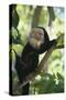 Capuchin Sitting on Tree Limb-DLILLC-Stretched Canvas