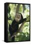 Capuchin Sitting on Tree Limb-DLILLC-Framed Stretched Canvas