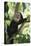 Capuchin Sitting on Tree Limb-DLILLC-Stretched Canvas
