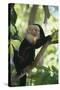 Capuchin Sitting on Tree Limb-DLILLC-Stretched Canvas