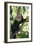 Capuchin Sitting on Tree Limb-DLILLC-Framed Premium Photographic Print