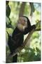 Capuchin Sitting on Tree Limb-DLILLC-Mounted Premium Photographic Print