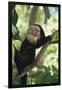 Capuchin Sitting on Tree Limb-DLILLC-Framed Premium Photographic Print