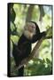 Capuchin Sitting on Tree Limb-DLILLC-Framed Stretched Canvas