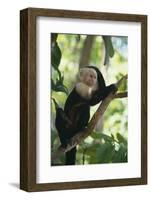 Capuchin Sitting on Tree Limb-DLILLC-Framed Photographic Print