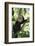 Capuchin Sitting on Tree Limb-DLILLC-Framed Photographic Print