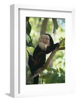 Capuchin Sitting on Tree Limb-DLILLC-Framed Photographic Print