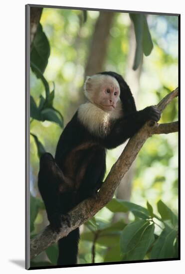 Capuchin Sitting on Tree Limb-DLILLC-Mounted Photographic Print