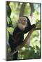 Capuchin Sitting on Tree Limb-DLILLC-Mounted Photographic Print