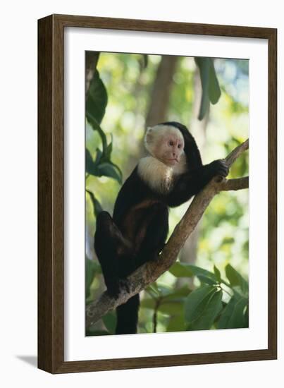 Capuchin Sitting on Tree Limb-DLILLC-Framed Photographic Print