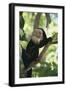 Capuchin Sitting on Tree Limb-DLILLC-Framed Photographic Print